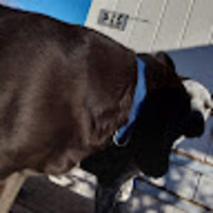 Meet your Posher, Angel